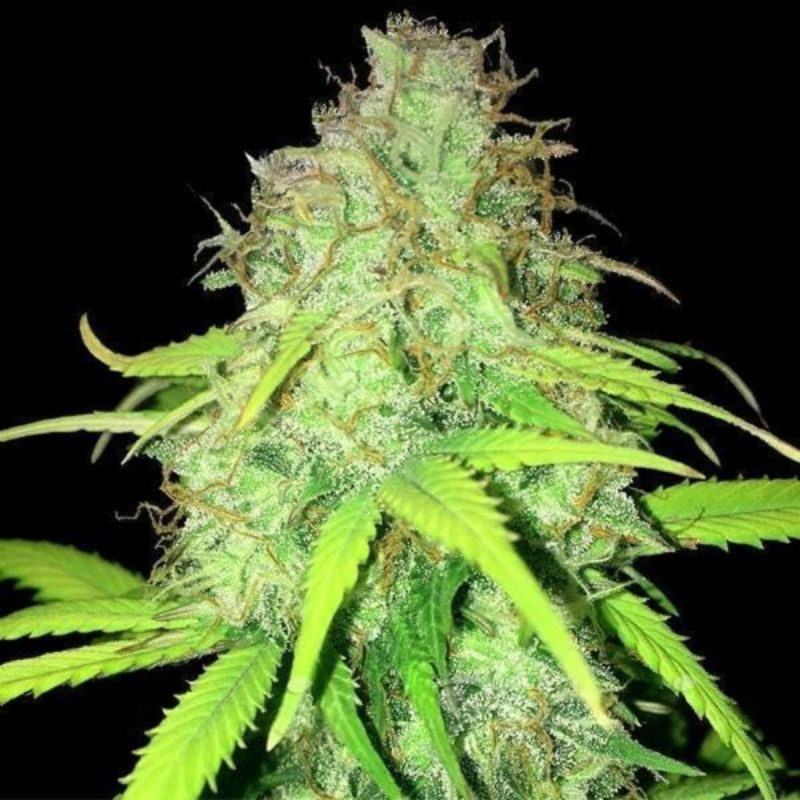 nasiona marihuany AK-59 Auto