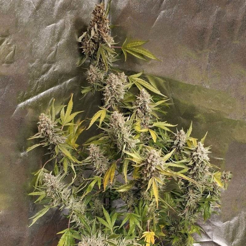 nasiona marihuany Amnesia Haze Fast Version