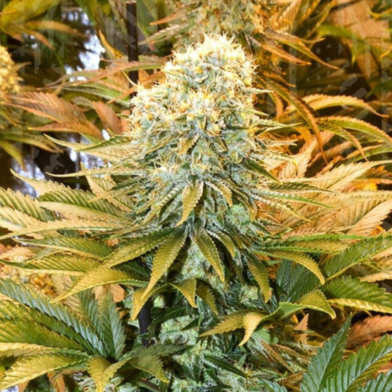 nasiona marihuany Banana Punch Auto