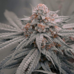 nasiona marihuany Zookies