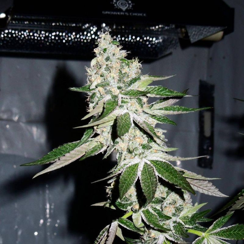 nasiona marihuany Auto Cannabis Light