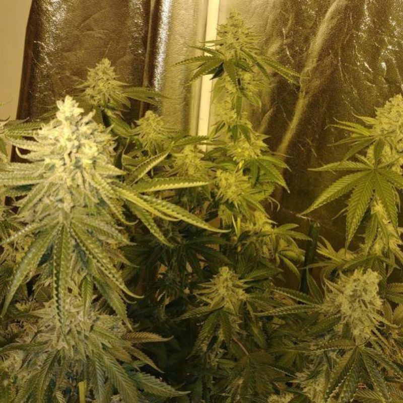 nasiona marihuany Big Bud XXL