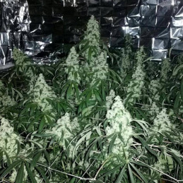 nasiona marihuany Cannabis Light