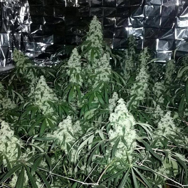 nasiona marihuany Cannabis Light