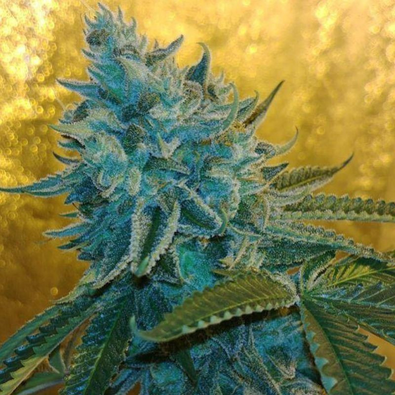 nasiona marihuany Auto God's Glue
