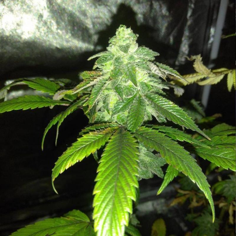 nasiona marihuany Mandarin Haze