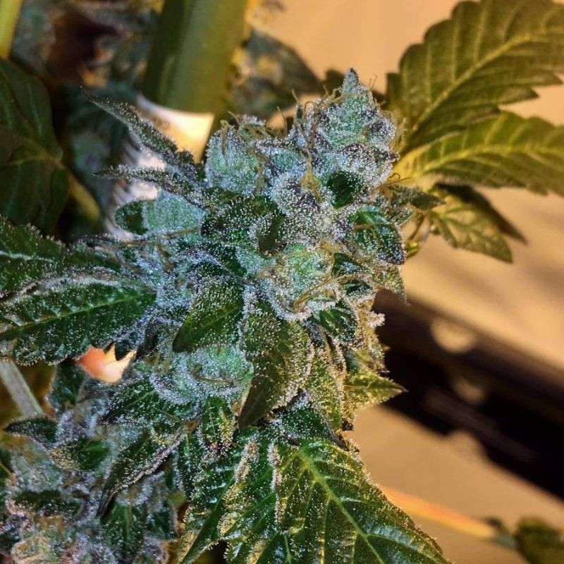 nasiona marihuany Ultra White Amnesia