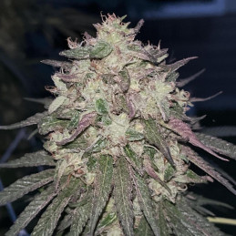 nasiona marihuany Lemon Tree