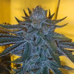 nasiona marihuany Blue Kush Berry