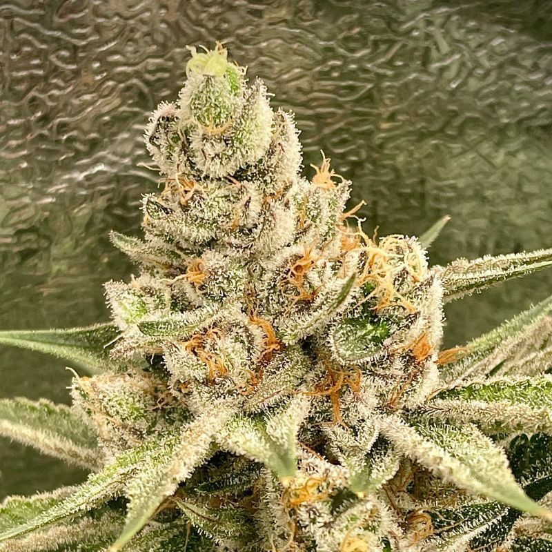 nasiona marihuany Automaria II