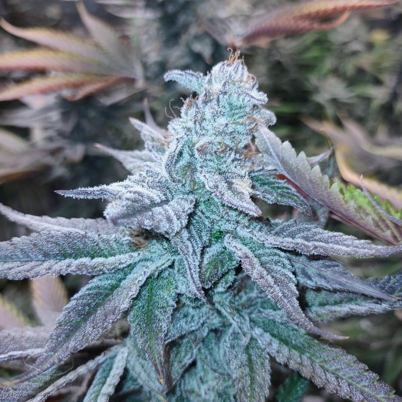 nasiona marihuany Auto White Berry