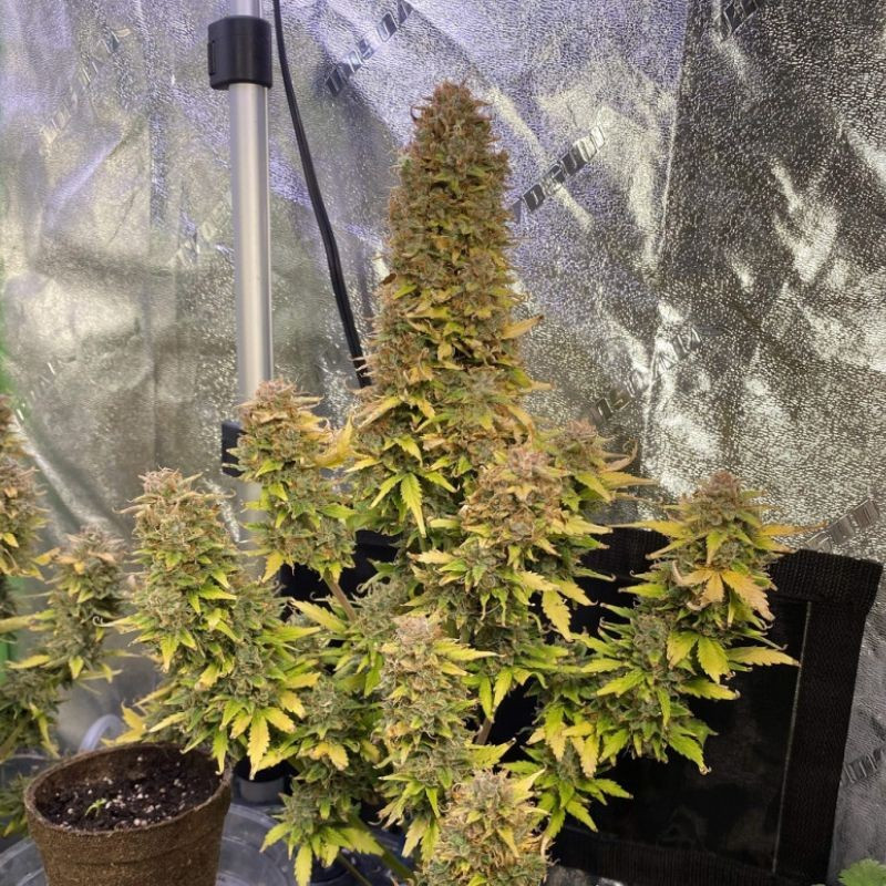 nasiona marihuany Auto Jack