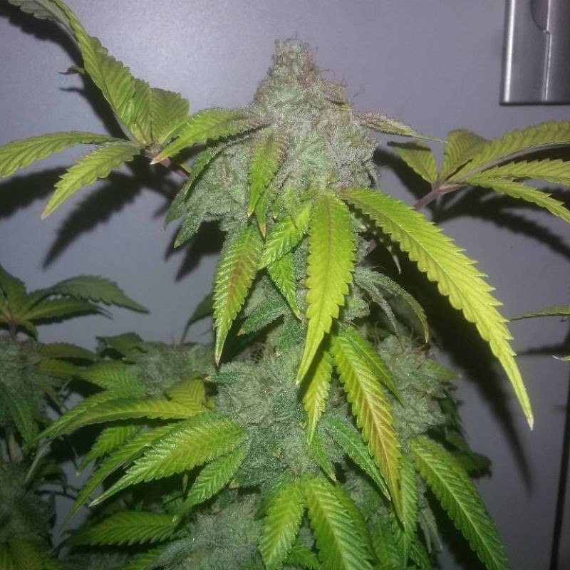 nasiona marihuany White Crystal Meth Auto