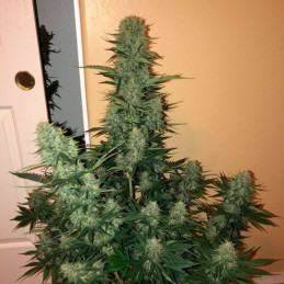 nasiona marihuany Sweet Peach Auto CBD