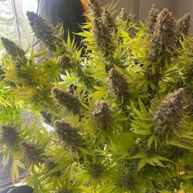nasiona marihuany Purple Punch Cookies