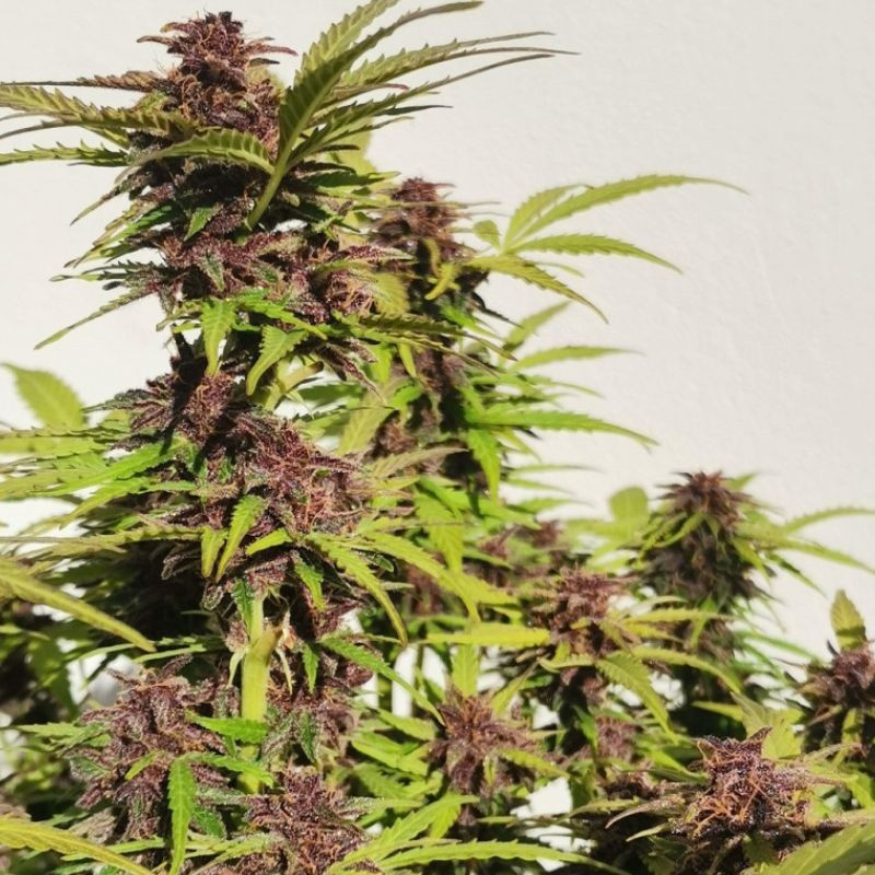 nasiona marihuany Purple Haze Auto