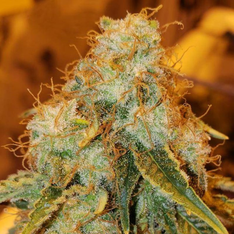 nasiona marihuany Orange Diesel Auto