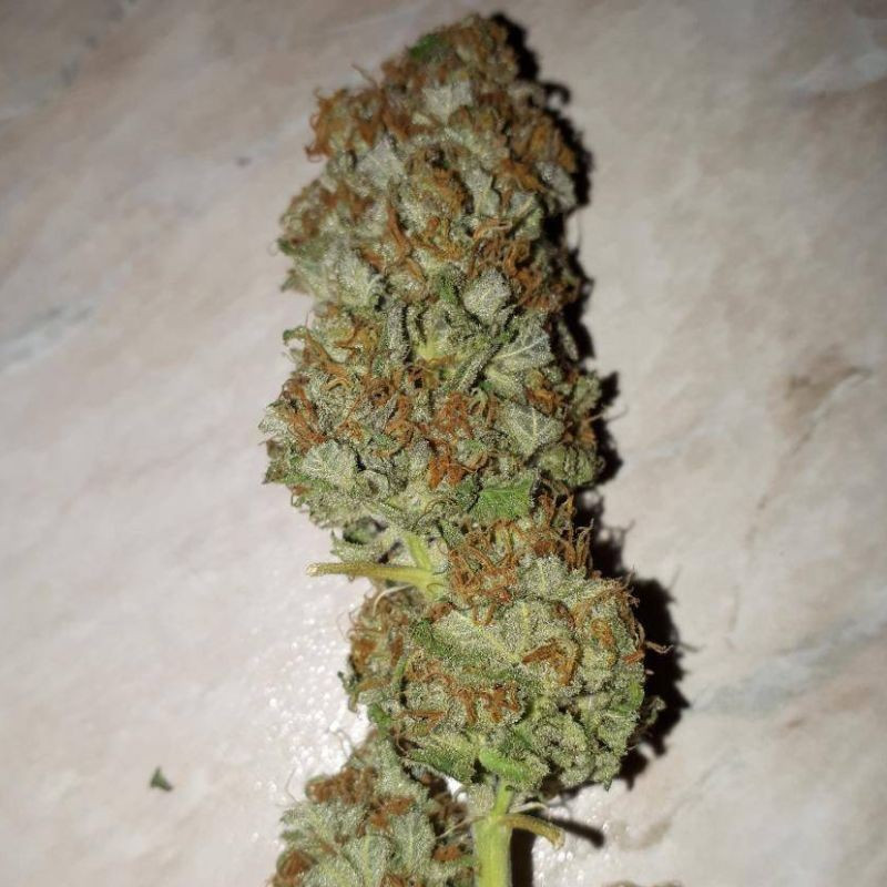 nasiona marihuany Lemonberry Haze Auto