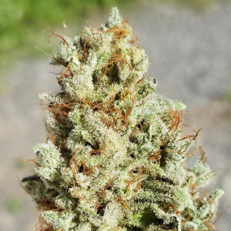 nasiona marihuany Gorilla Glue 4 Auto