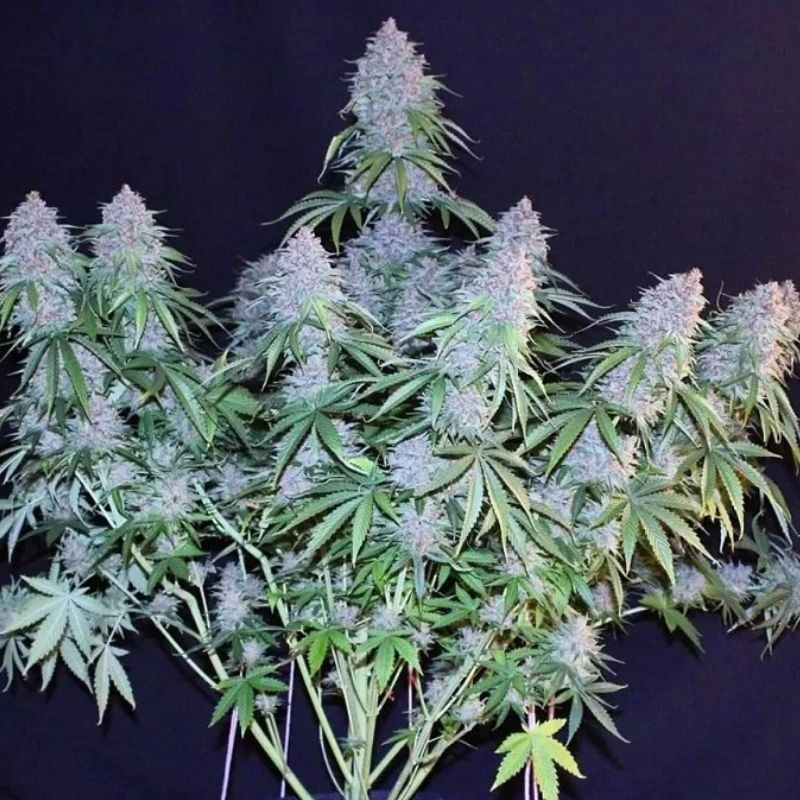nasiona marihuany Critical Diesel Auto