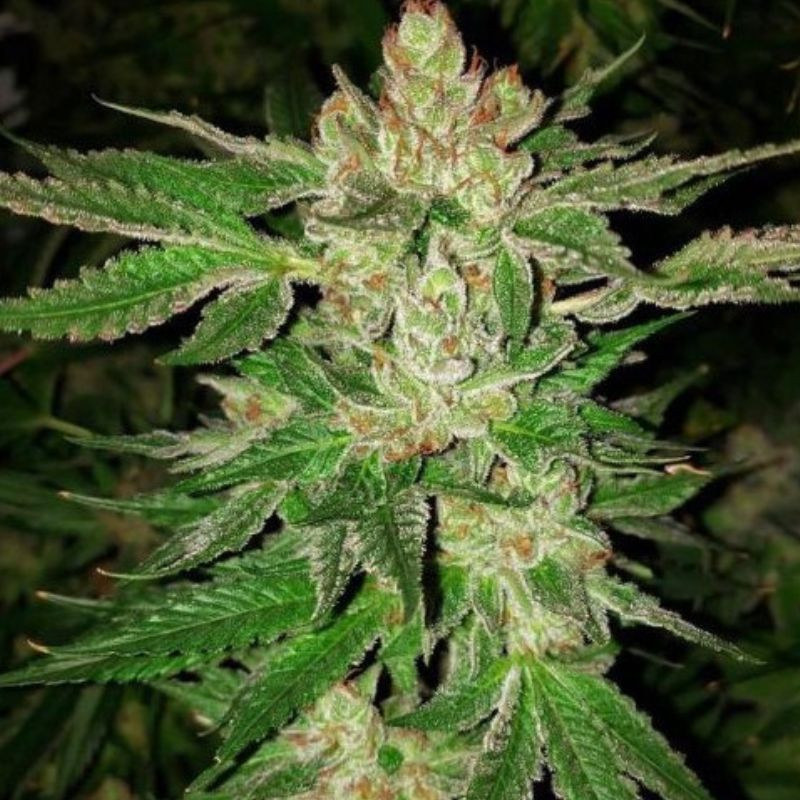 nasiona marihuany Chronic Lights