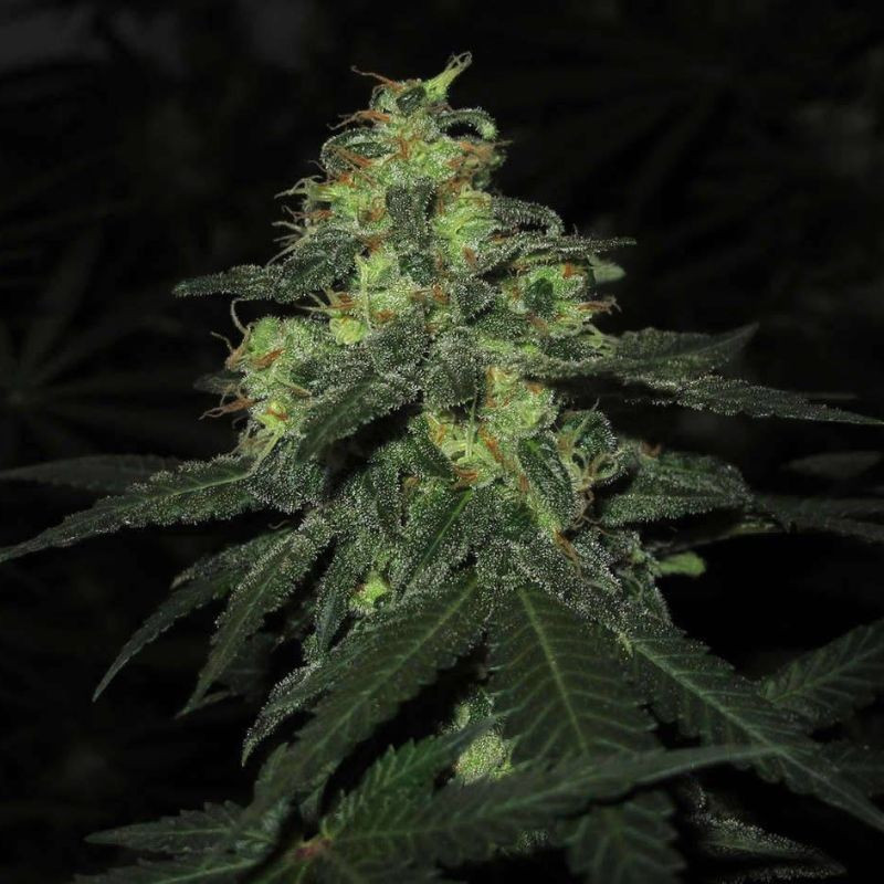 nasiona marihuany Cannafuel CBD +