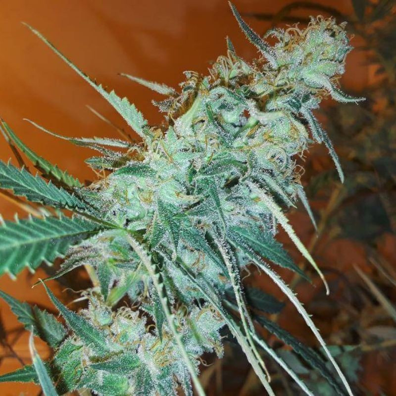 nasiona marihuany Bruce Banner 3 Fast