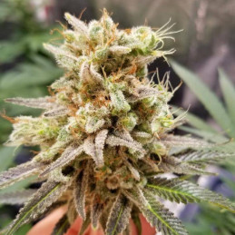 nasiona marihuany Bruce Banner 3 Auto