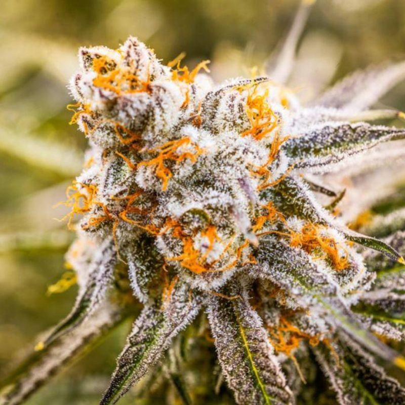 nasiona marihuany Blueberry Ghost OG