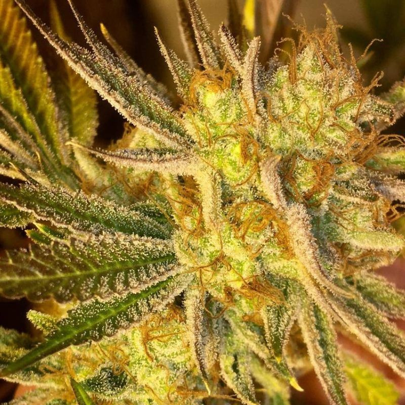 nasiona marihuany Auto Ghost Cookies