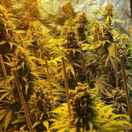 nasiona marihuany Auto Destroyer