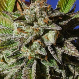 nasiona marihuany Auto CBG Nectar