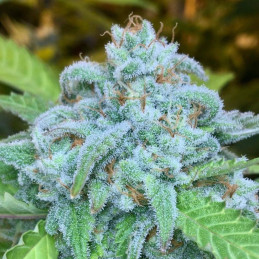 nasiona marihuany Alien Gorilla