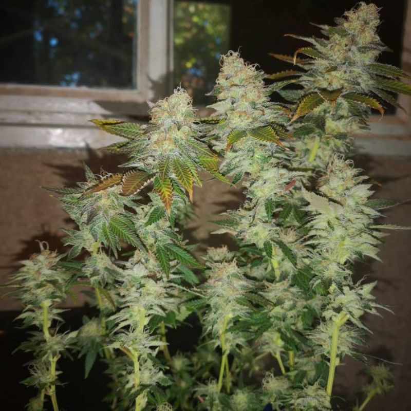 nasiona marihuany Gorilla Glue 4
