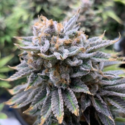 nasiona marihuany Auto Purple