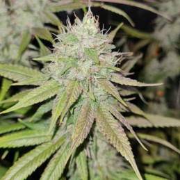 nasiona marihuany Mystery Kush Auto