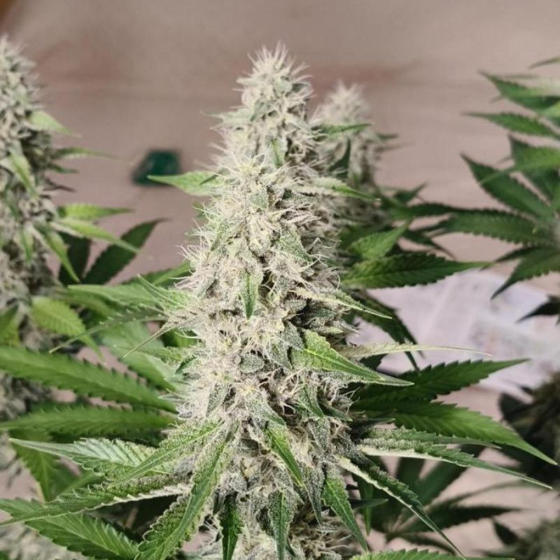 nasiona marihuany Banana Gorilla