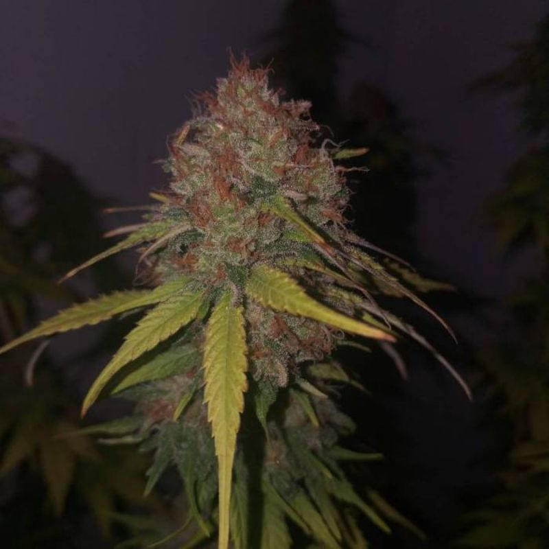 nasiona marihuany Betty Kush