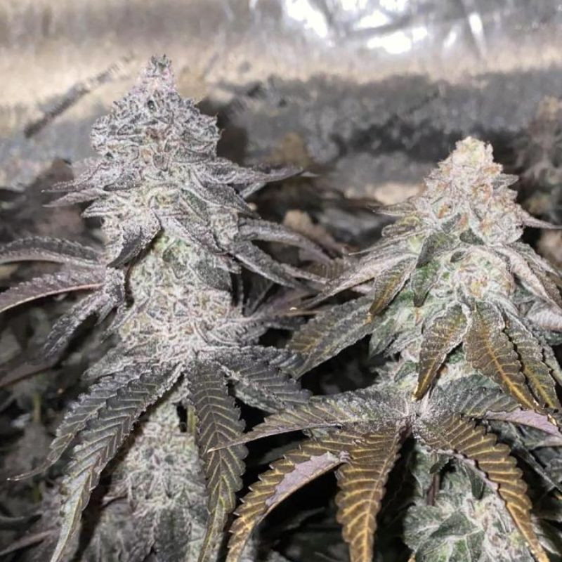 nasiona marihuany Bubba OG