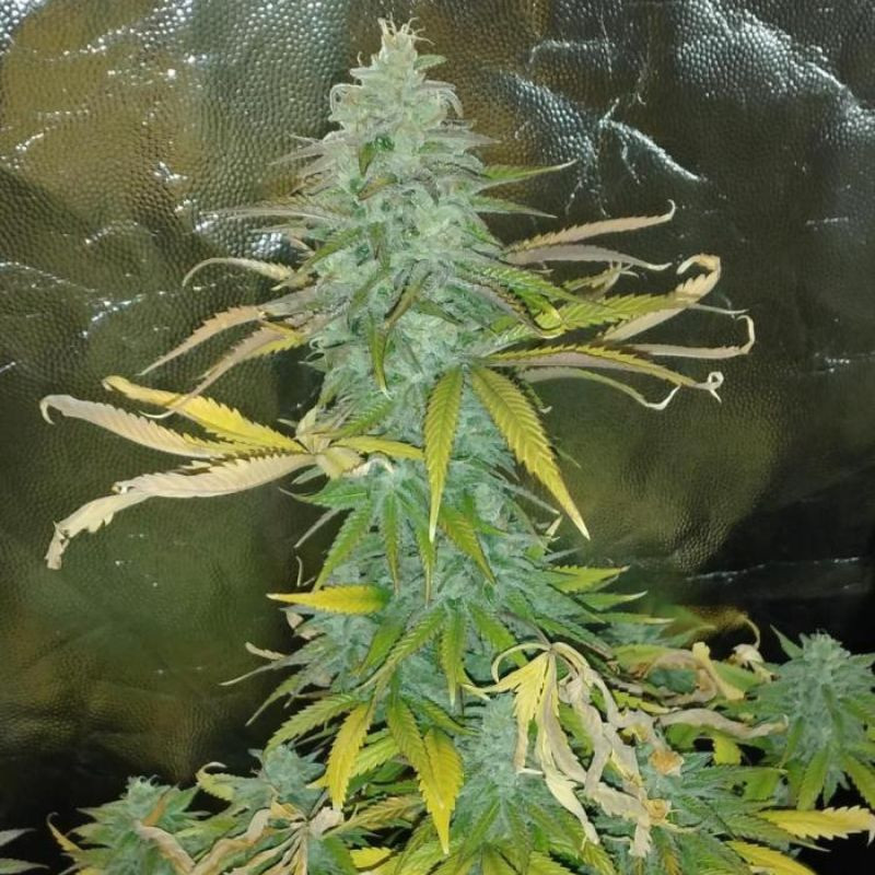 nasiona marihuany Candy OG