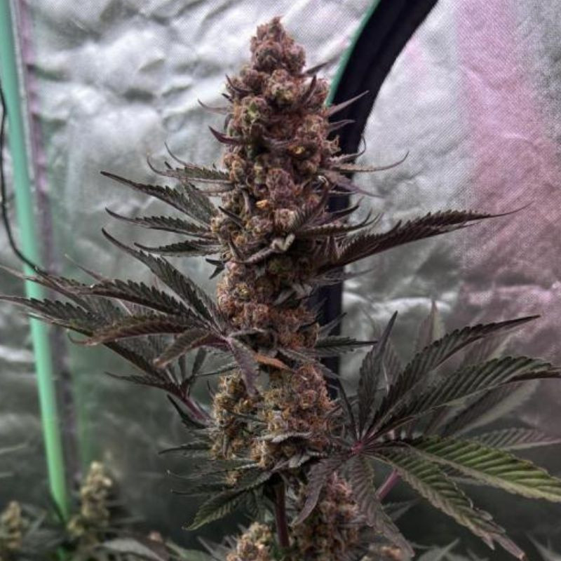 nasiona marihuany Grandaddy Purple