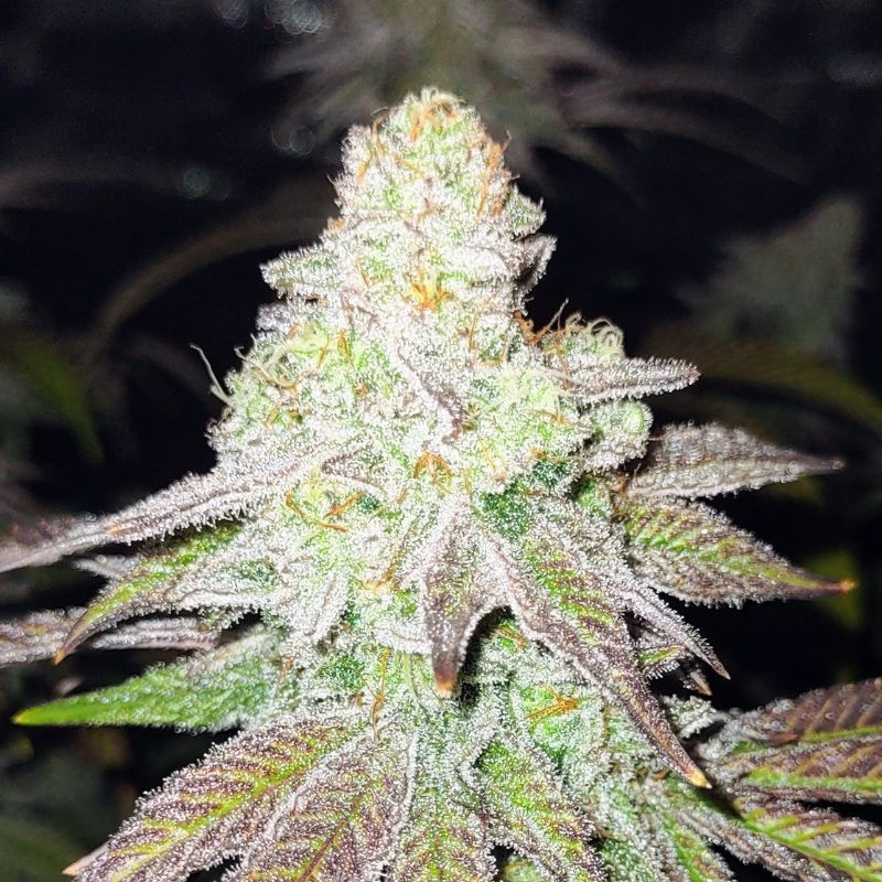 nasiona marihuany El Dorado OG