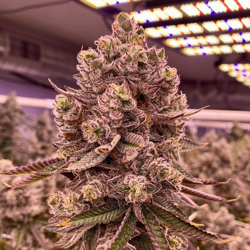 nasiona marihuany Mendocino Skunk