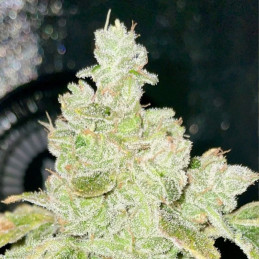 nasiona marihuany Nebula