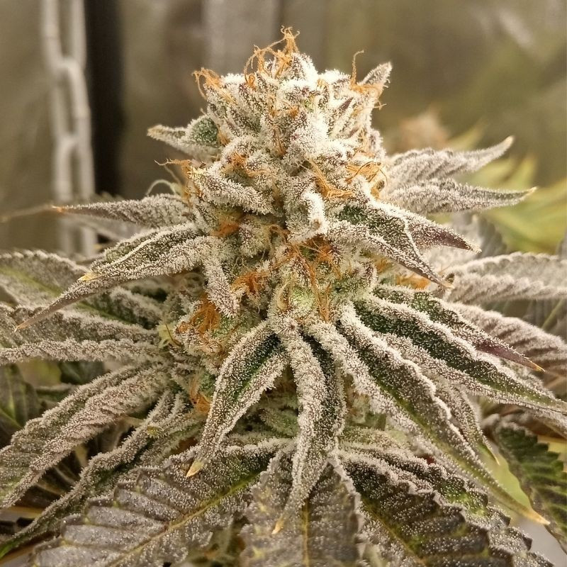 nasiona marihuany Nebula II CBD