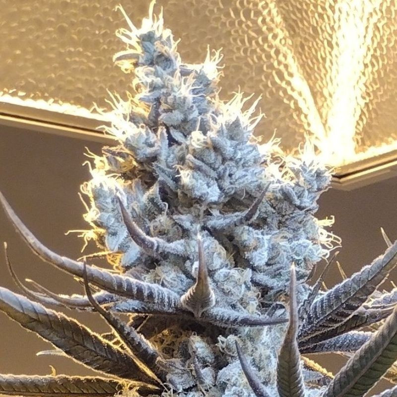 nasiona marihuany Original White Widow