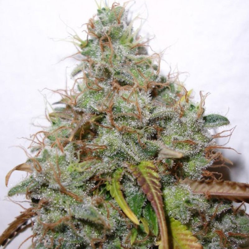 nasiona marihuany White Berry