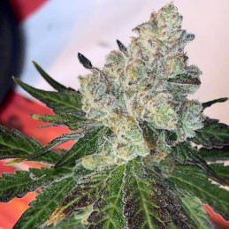 nasiona marihuany Spicy White Devil