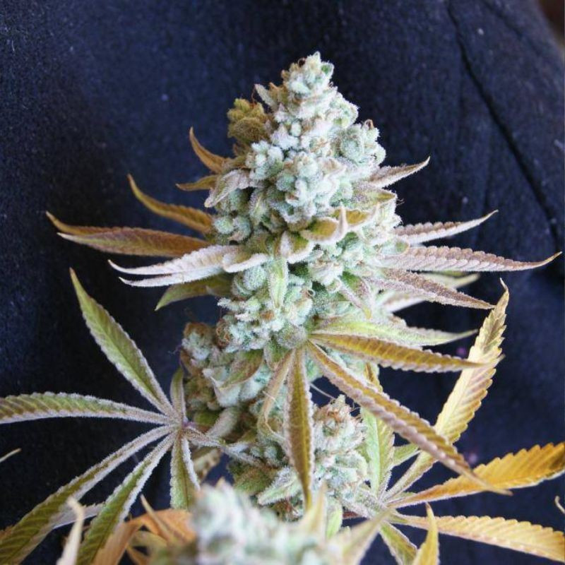 nasiona marihuany Spiritual Punk