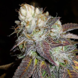 nasiona marihuany Sweet Black Angel
